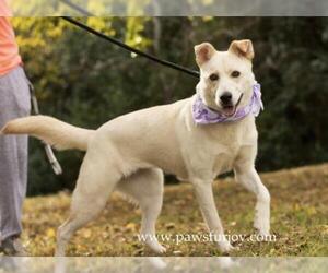 Australian Shepherd-Siberian Husky-Unknown Mix Dogs for adoption in Cary, NC, USA