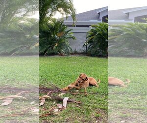 Mutt Dogs for adoption in Fort Myers, FL, USA