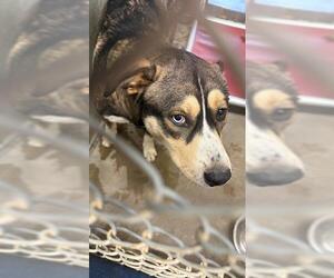 Huskies -Unknown Mix Dogs for adoption in San Andreas, CA, USA