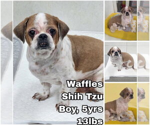 Shih Tzu Dogs for adoption in Seattle, WA, USA