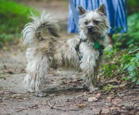 Mutt Dogs for adoption in Morganton, NC, USA