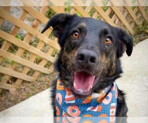 Australian Shepherd-Mountain Cur Mix Dogs for adoption in Cookeville, TN, USA
