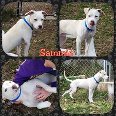 American Pit Bull Terrier Dogs for adoption in Middletown, NY, USA