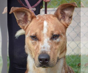 Catahoula Leopard Dog-Red Heeler Mix Dogs for adoption in Huntley, IL, USA