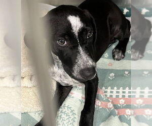 Pointer-Unknown Mix Dogs for adoption in Tavares, FL, USA