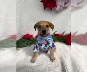 Labrador Retriever-Unknown Mix Dogs for adoption in Silver Spring, MD, USA