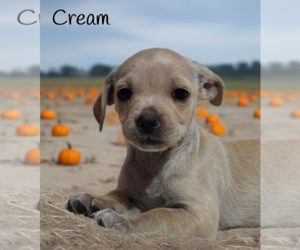 Daug Dogs for adoption in Phelan, CA, USA