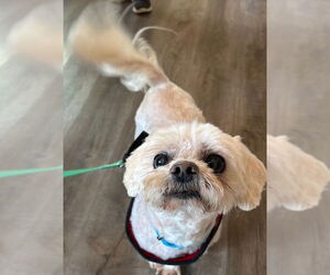 Shih Tzu-Unknown Mix Dogs for adoption in Fairfax, VA, USA