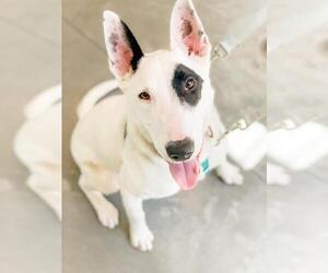 Border Collie-Bull Terrier Mix Dogs for adoption in Santa Cruz, CA, USA