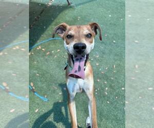Mutt Dogs for adoption in Tempe , AZ, USA