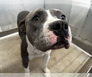 Mutt Dogs for adoption in San Bernardino, CA, USA