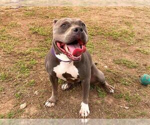 American Pit Bull Terrier Dogs for adoption in Orange, CA, USA