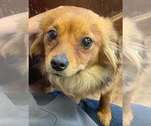 Chiranian Dogs for adoption in Amarillo, TX, USA