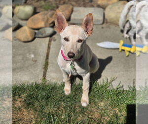 Shepradors Dogs for adoption in Davis, CA, USA