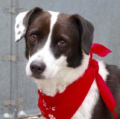 Australian Kelpie Dogs for adoption in NYC, NY, USA