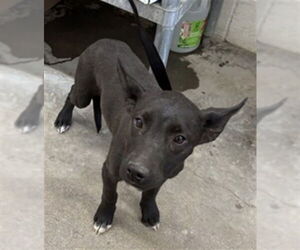 Doberman Pinscher-Labrador Retriever Mix Dogs for adoption in San Bernardino, CA, USA