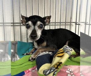 Chihuahua Dogs for adoption in HESPERIA, CA, USA