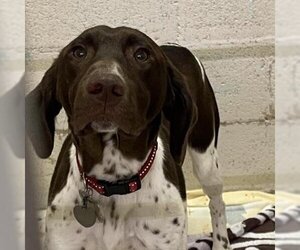 German Shorthaired Pointer Dogs for adoption in Waldorf, MD, USA