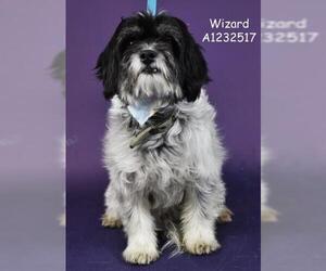 Shih Tzu-Unknown Mix Dogs for adoption in Bakersfield, CA, USA