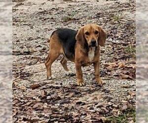 Beagle Dogs for adoption in Albany, GA, USA