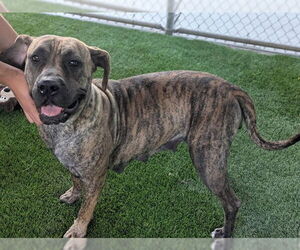 Mutt Dogs for adoption in Corona, CA, USA