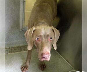 Weimaraner Dogs for adoption in Orange, CA, USA