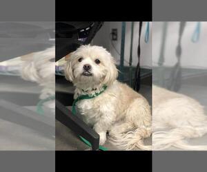 Mal-Shi Dogs for adoption in Tucson, AZ, USA