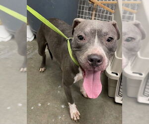 Staffordshire Bull Terrier Dogs for adoption in Rosenberg, TX, USA