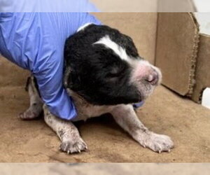 Border Collie-Unknown Mix Dogs for adoption in Houston, TX, USA