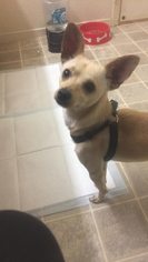 Medium Photo #1 Chihuahua Puppy For Sale in Los Banos, CA, USA