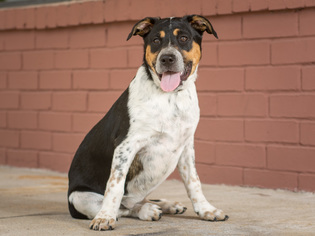 Sheprador Dogs for adoption in League City, TX, USA