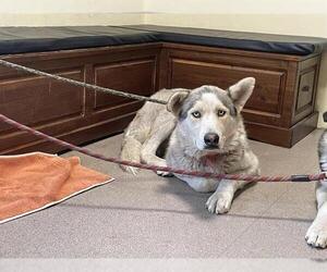 Siberian Husky-Unknown Mix Dogs for adoption in Pasadena, CA, USA