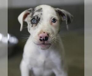 American Staffordshire Terrier-Unknown Mix Dogs for adoption in San Antonio, TX, USA
