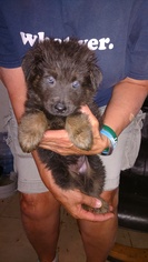 German Shepherd Dog Dogs for adoption in Surprise , AZ, USA