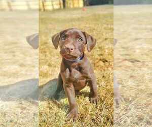 American Pit Bull Terrier-Labrador Retriever Mix Dogs for adoption in Fultonham, NY, USA
