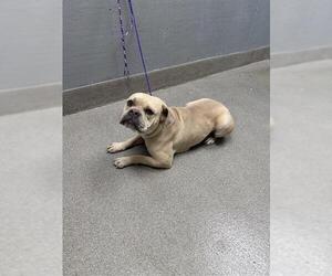 American Pit Bull Terrier-Unknown Mix Dogs for adoption in Las Vegas, NV, USA