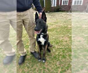 Mutt Dogs for adoption in Stevens Point, WI, USA