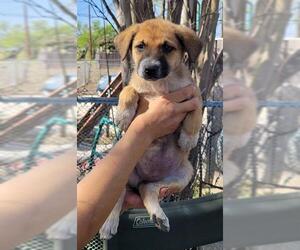 Mutt Dogs for adoption in San Antonio, TX, USA