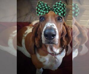 Basset Hound Dogs for adoption in Northfield, OH, USA