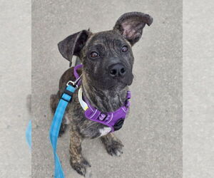 Labrador Retriever-Unknown Mix Dogs for adoption in Lakewood, CO, USA