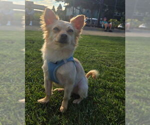 Mutt Dogs for adoption in Petaluma, CA, USA