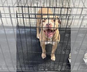 American Pit Bull Terrier-Unknown Mix Dogs for adoption in Las Vegas, NV, USA