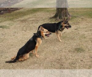 German Shepherd Dog Dogs for adoption in Millburn, NJ, USA