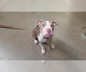 American Pit Bull Terrier Dogs for adoption in Aurora, IL, USA