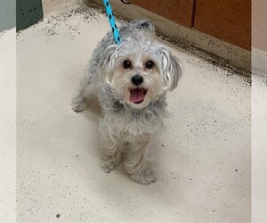 Poodle (Miniature)-Unknown Mix Dogs for adoption in Rancho Cucamonga, CA, USA