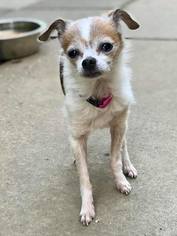 Medium Photo #1 Chihuahua Puppy For Sale in Buffalo, NY, USA