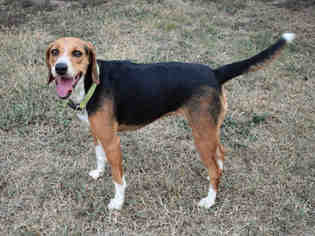 Beagle Dogs for adoption in Lufkin, TX, USA