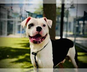 American Bulldog-Unknown Mix Dogs for adoption in Orlando, FL, USA