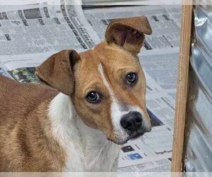 Mutt Dogs for adoption in Anniston, AL, USA