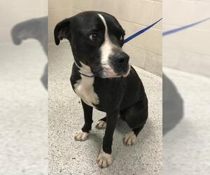 Boxer-Unknown Mix Dogs for adoption in Conroe, TX, USA
